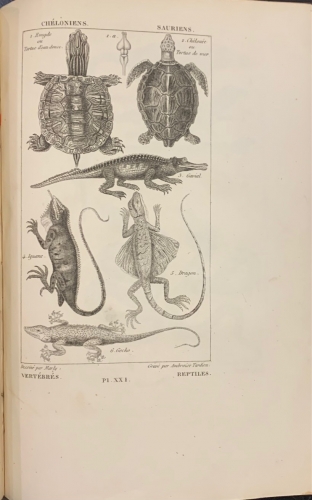 Portada de Nuevos Elementos de Historia Natural - A. Salacroux