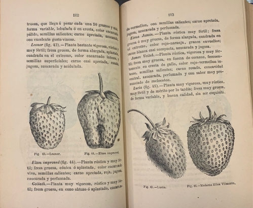 Portada de Cultivo perfeccionado de las Hortalizas con todos los adelantos modernos en el arte de forzarlas y bajo el punto de vista forrajero, del embalaje, transporte y conservaci�n - Diego Navarro Soler