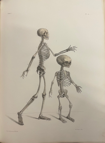 Portada de Trait� Complet de L'Anatomie de L'Homme comprenant L'Anatomie Chirurgicale et La M�decine Op�ratoire. Tomo I y II. Ost�ologie - Syndesmologie. Myologie-Apon�vrologie - Bourgery et Claude Bernard