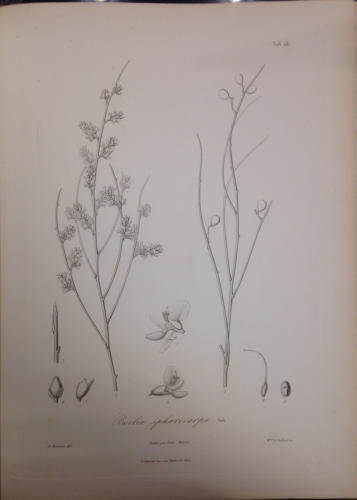 Portada de Otia Hispanica seu delectus Plantarum Rariorum aut nondum rite notarum per Hispanias Sponte Nascentium - Philippo Barker Webb