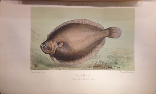 Portada de La P�che et les Poissons. Nouveau Dictionnaire G�n�ral des P�ches - H. de La Blanch�re