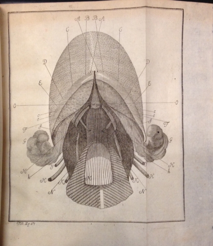 Portada de Disputationum Anatomicarum Selectarum - Albrecht Von Haller