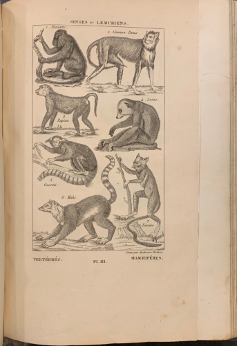 Portada de Nuevos Elementos de Historia Natural - A. Salacroux