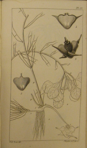 Portada de Organographie V�g�tale Ou Description Raisonn�e Des Organes Des Plantes - Candolle