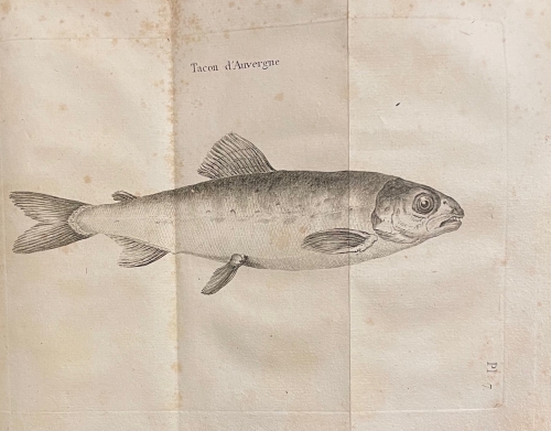 Portada de Recherches sur Les Origines Celtiques, Principalement sur Celles du Bugey consid�r� comme Berceau du Delta Celtique - J. J. Bacon-Tacon