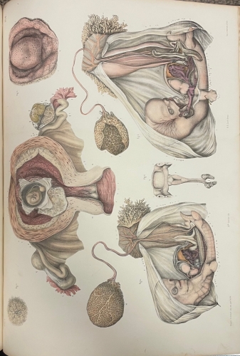 Portada de Trait� Complet de L'Anatomie de L'Homme comprenant L'Anatomie Chirurgicale et La M�decine Op�ratoire. Tomo VIII. Embryog�nie  - Bourgery et Claude Bernard