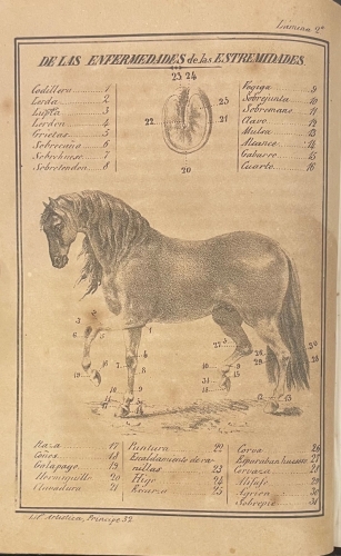 Portada de Manual de Veterinaria. Conocimientos indispensables del Exterior del Caballo y sus Enfermedades - Pedro Briones y Juan Abdon Nieto