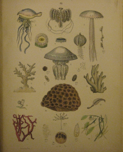 Portada de Atlas Sistem�tico De Historia Natural Para Uso De Las Escuelas y De Las Familias - Traugott Bromme