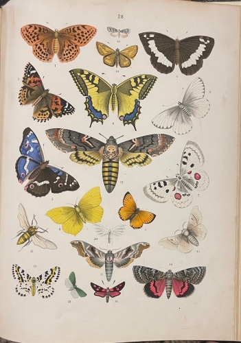 Portada de Atlas Sistem�tico De Historia Natural Para Uso De Las Escuelas y De Las Familias - Traugott Bromme