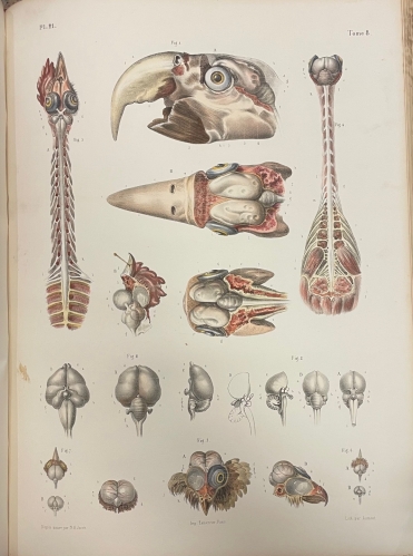 Portada de Trait� Complet de L'Anatomie de L'Homme comprenant L'Anatomie Chirurgicale et La M�decine Op�ratoire. Tomo VIII. Embryog�nie  - Bourgery et Claude Bernard