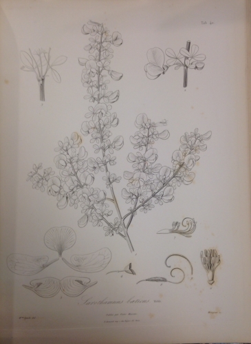 Portada de Otia Hispanica seu delectus Plantarum Rariorum aut nondum rite notarum per Hispanias Sponte Nascentium - Philippo Barker Webb