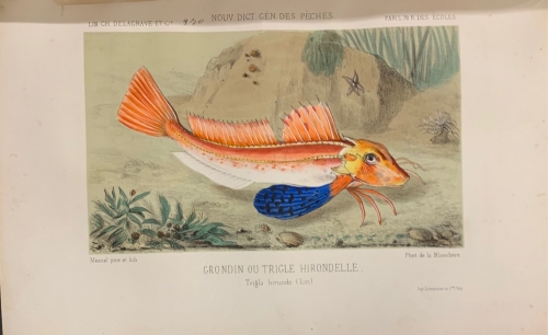 Portada de La P�che et les Poissons. Nouveau Dictionnaire G�n�ral des P�ches - H. de La Blanch�re