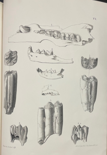 Portada de Commissao Geologica de Portugal. Da Existencia do Homem em Epochas Remotas no Valle do Tejo. Primeiro Opusculo. Noticia sobre os esqueletos humanos descobertos no Cabe�o da Arruda - F. A. Pereira da Costa