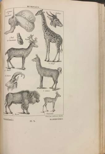 Portada de Nuevos Elementos de Historia Natural - A. Salacroux