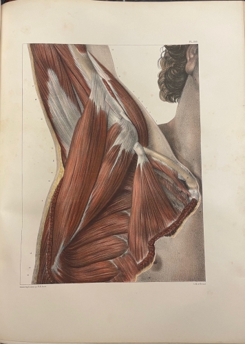 Portada de Trait� Complet de L'Anatomie de L'Homme comprenant L'Anatomie Chirurgicale et La M�decine Op�ratoire. Tomo I y II. Ost�ologie - Syndesmologie. Myologie-Apon�vrologie - Bourgery et Claude Bernard
