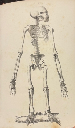 Portada de Histoire Naturelle de L'Homme et de la Femme - A. Debay