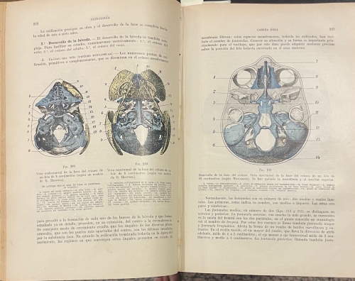 Portada de Tratado de Anatomia Humana - L. Testut
